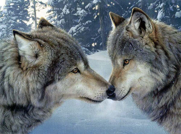 wolves-kissing.jpg